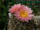 notocactus_roseoluteus