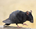 pigeon_rat_by_klappscheinwerfer-d68ukbh