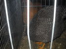 DSCN0077
