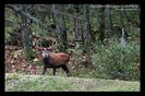 Cerb (Cervus elaphus) in padure de fag mv