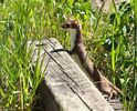mustela-nivalis-nevastuica-least-weasel