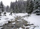 barsa tamasului