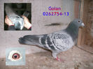 Goian