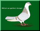 baltat pe galben dungat