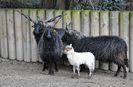Oi Ratca negre
