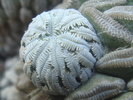 pelecyphora_asseliformis_lastar