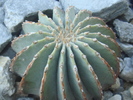 geohintonia_mexicana