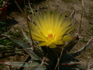 leuchtenbergia_principis