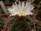 thelocactus_haexedrophorus