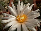 thelocactus_haexedrophorus_fl