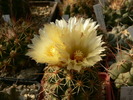 thelocactus_leucacanthus_ssp.leucacanthus