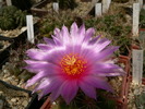 thelocactus_leucacanthus_ssp.schmollii_1