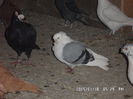 SAM_1675