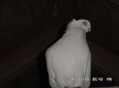 SAM_1725