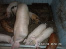 SAM_1755