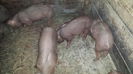 Purcei de Duroc 009