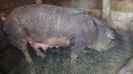 Purcei de Duroc 011