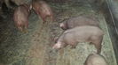 Purcei de Duroc 024