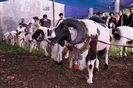 Berbeci Domba Garut la targ