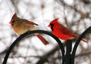 Cardinalis cardinalis