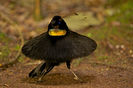 Parotia lawesii