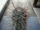 Cleistocactus fieldianus (Britton & Rose) D.R.Hunt 1987