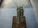 Pachycereus pecten-aboriginum (Engelm. ex S.Watson) Britton & Rose1909.