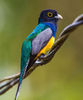 Trogon violaceus
