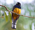 Trogon violaceus