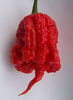 ardei CAROLINA _REAPER  4