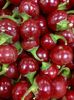 ardei CHERRY 5