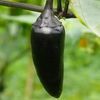 ARDEI IUTE BLACK 2