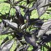 ARDEI IUTE BLACK 5