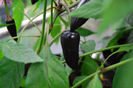 ARDEI IUTE BLACK 6