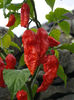 ardei NAGA BHUT JOLOKIA 3