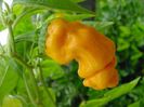 ardei peter pepper 4