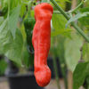ardei peter pepper 5