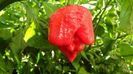 ardei TRINIDAD SCORPION BUTCH 3