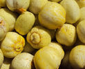 castravete lemon 6