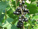 coacaz 3
