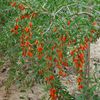 goji 1