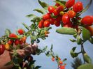 goji 4