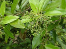 IENIBAHR 1
