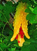 MOMORDICA CHARANTIA 3