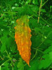 MOMORDICA CHARANTIA 4