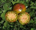 ROSII ANANAS NEGRU 4
