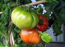 ROSII GIGANT ITALIAN 2