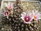 turbinicarpus_bonatzi