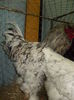 DSCN0113