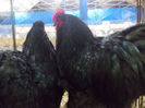 DSCN0135